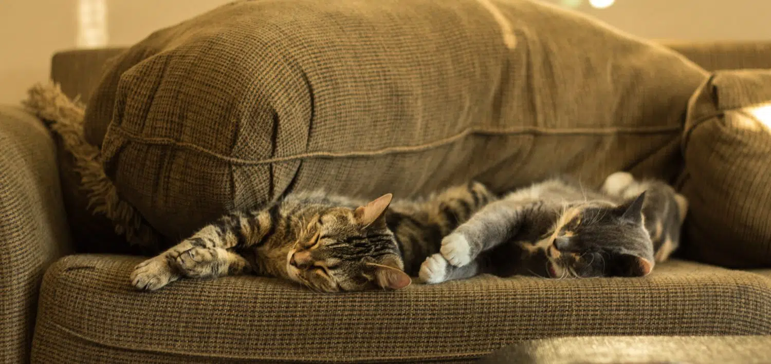 Quel genre de canapé choisir quand on a un chat ?
