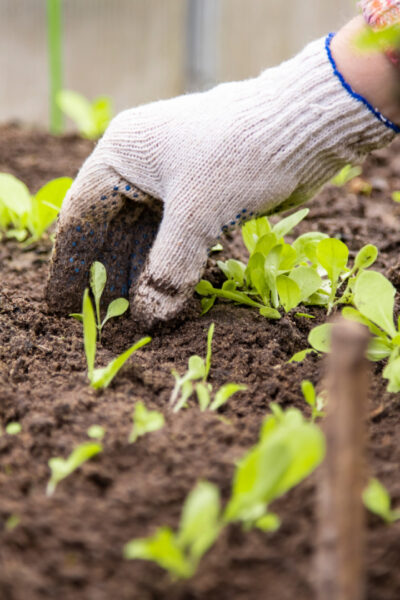 Les plantes indispensables à un potager