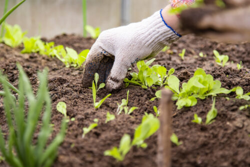 Les plantes indispensables à un potager