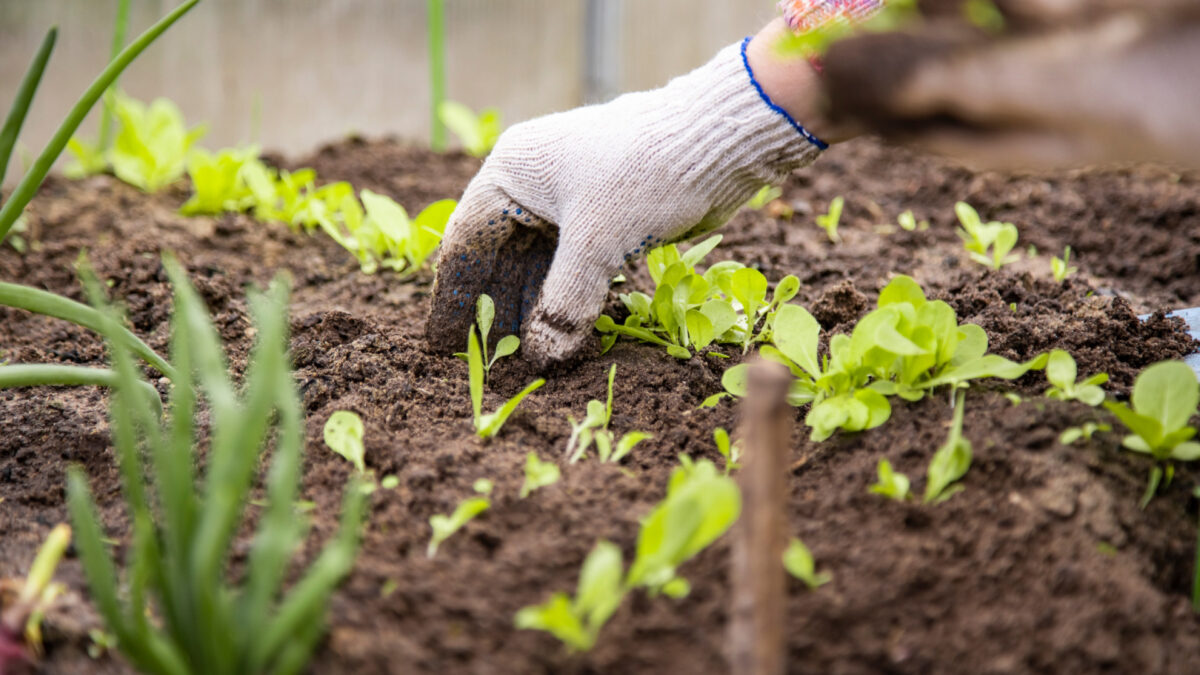 Les plantes indispensables à un potager